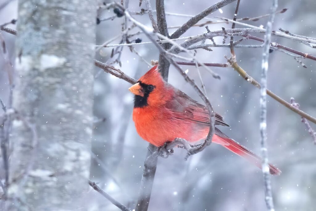 winter birds in Minnesota 