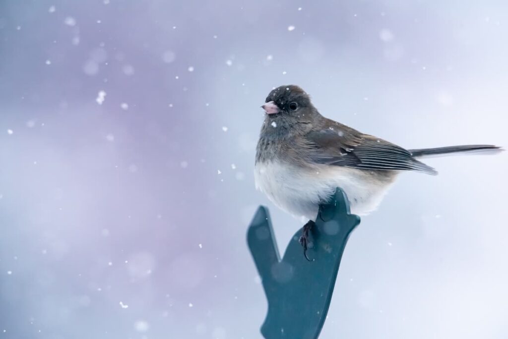 winter birds in Minnesota