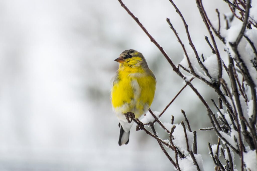 winter birds in Minnesota