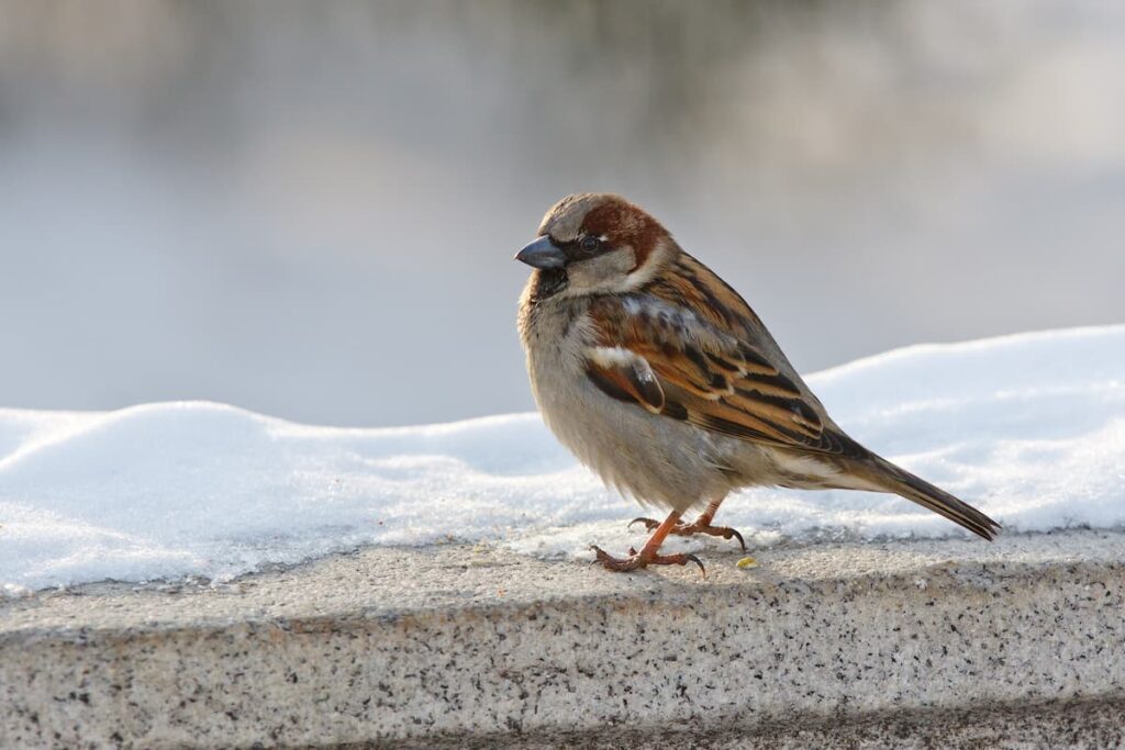 winter birds in Minnesota