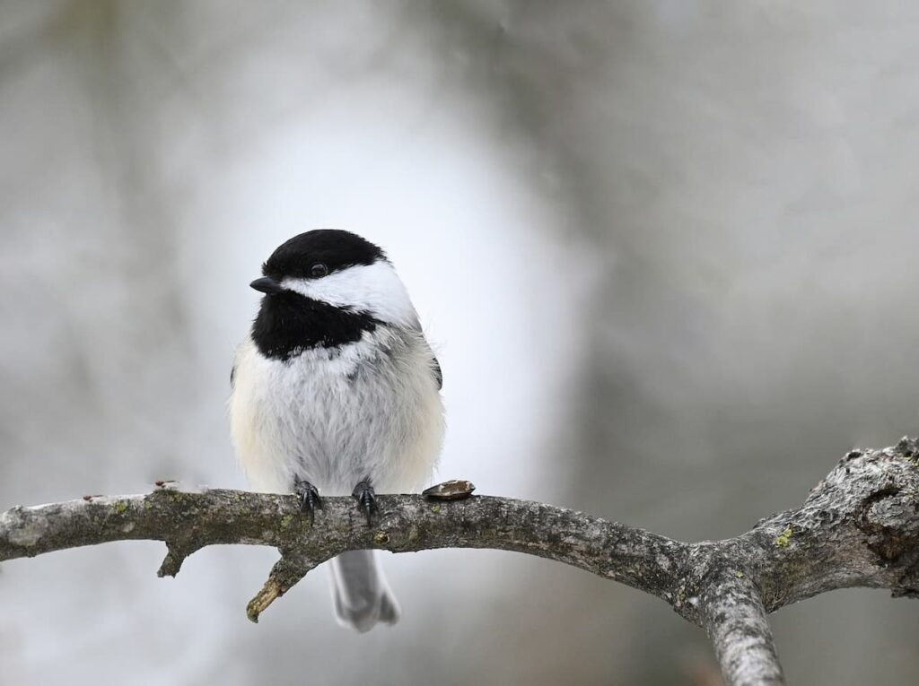 winter birds in minnesota