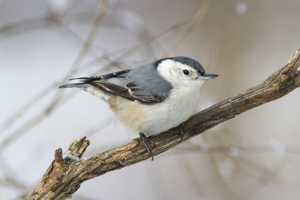  Winter birds in Minnesota