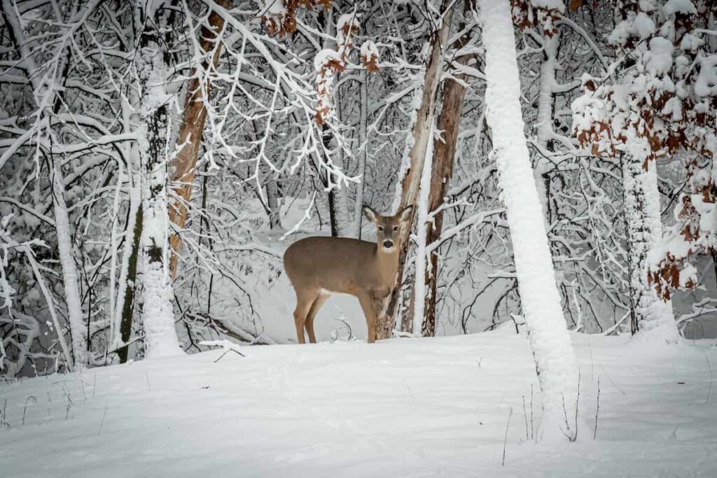 winter camping minnesota